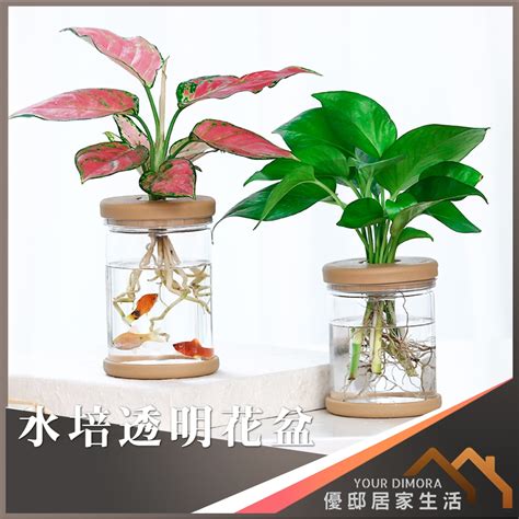 水生植物盆栽養魚|探索「水耕植物養魚」的奇妙世界：綠意與水生之美 – 植物盆栽綠。